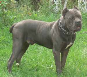 Vintage Valley Kennels Sachmo Cane Corso