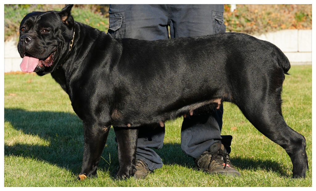 Valley Kennel's Cane Corso's Indigo